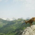 Дьиэ кэргэн сериала "Олох кэрчиктэрэ" 1 серия "Идэһэ уонна күтүөт"